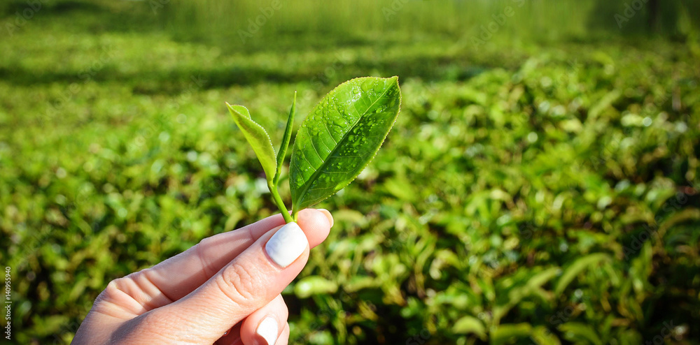 Fresh tea leaves in hand on Sri-Lanka plantations. Selective focus Fresh tea leaves in hand on Sri-Lanka plantations. Selective focus