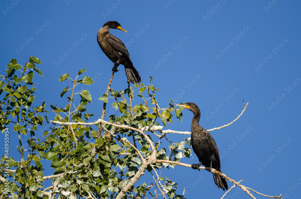 Pair of Double-Crested Cormorants Perched High in a Tree Pair of Double-Crested Cormorants Perched High in a Tree