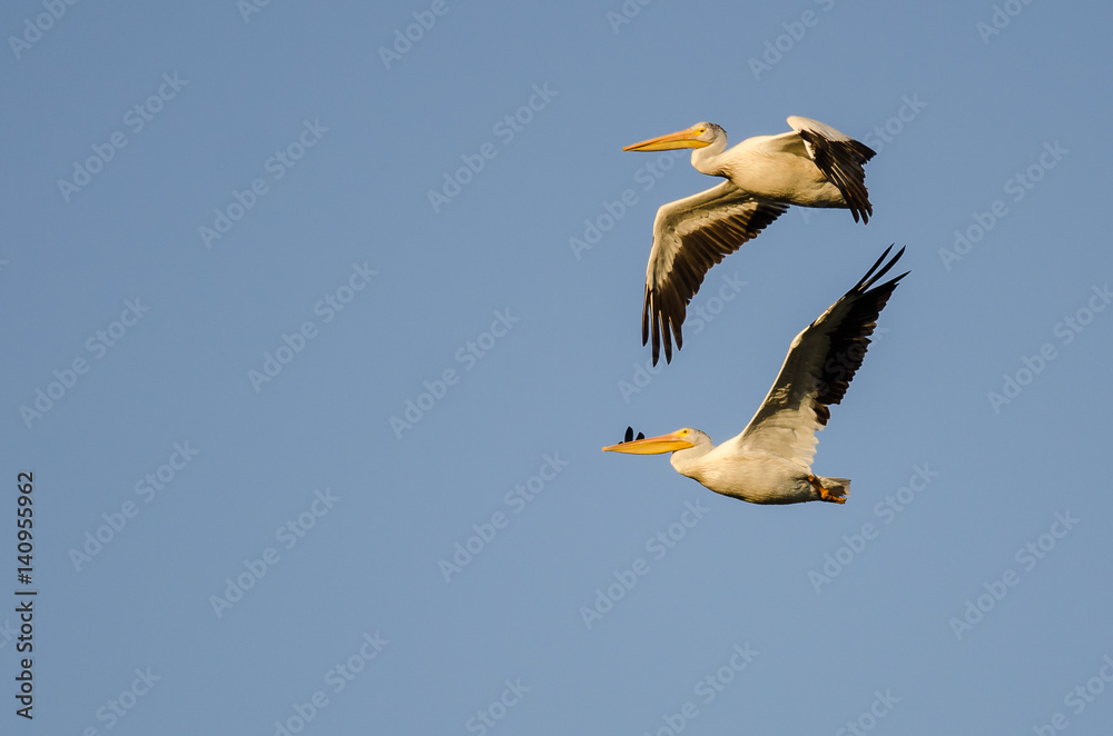 Pair of American White Pelicans Flying in Blue Sky Pair of American White Pelicans Flying in Blue Sky