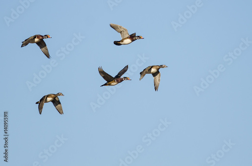 Flock of Wood Ducks Flying in a Blue Sky