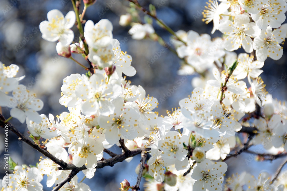 Beautiful cherry spring flowers on tree branch Beautiful cherry spring flowers on tree branch