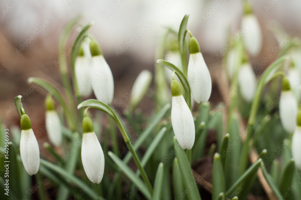 Beautiful snowdrops. The first sign of spring. The snow-white flowers in the shape of a bell. Beautiful snowdrops. The first sign of spring. The snow-white flowers in the shape of a bell.