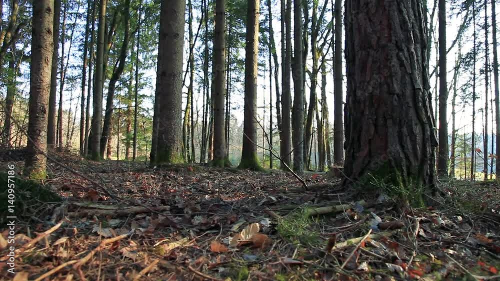 Forest floor closeup movement. Dolly slider equipment used. Forest floor closeup movement. Dolly slider equipment used.