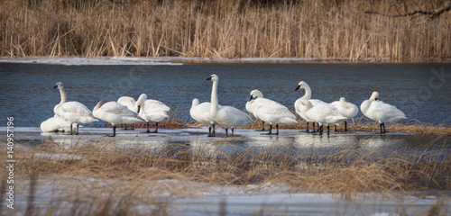 Bild auf Leinwand Trumpeter Swans at the Lake