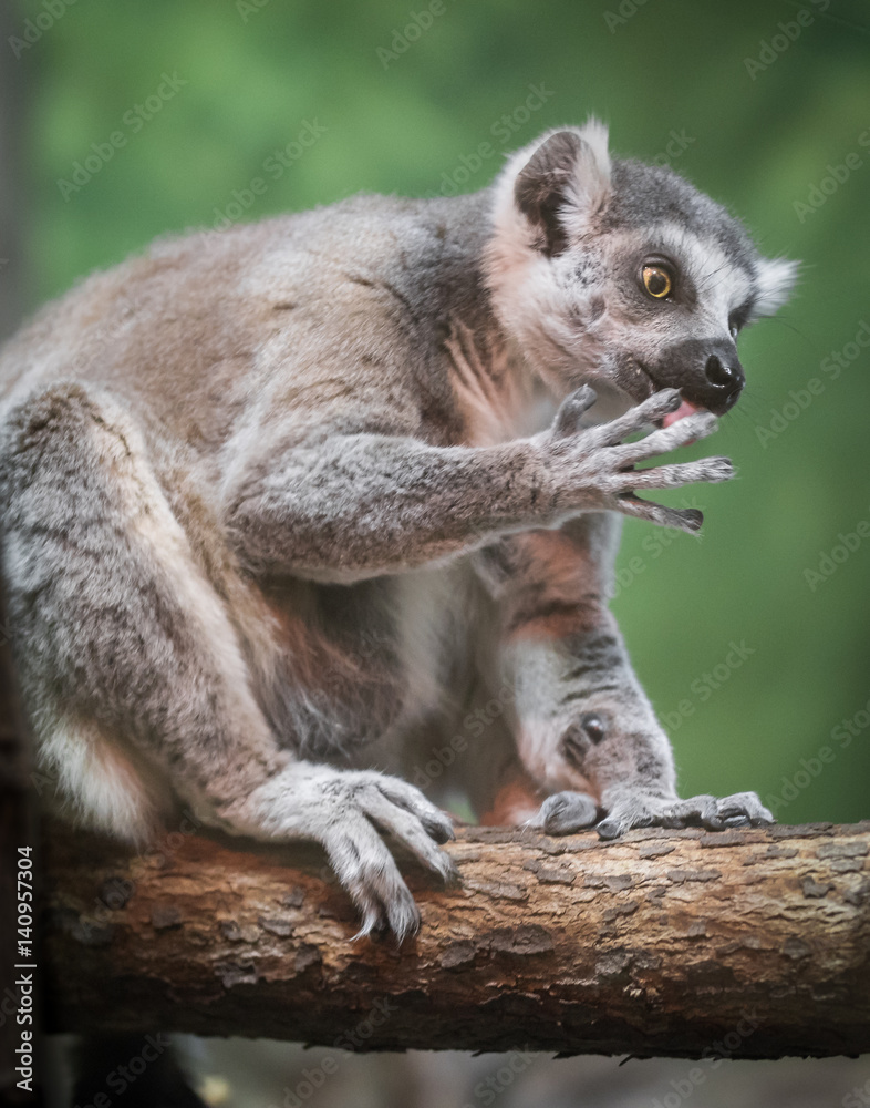 Naklejka premium Ringneck Lemur