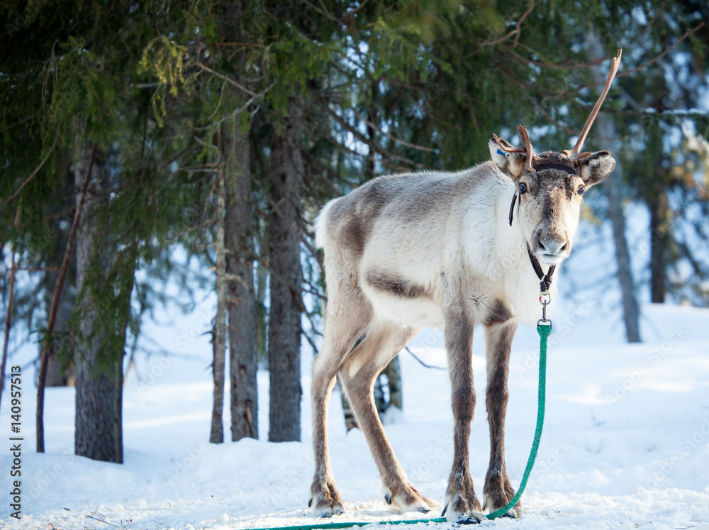 Naklejka premium Reindeer