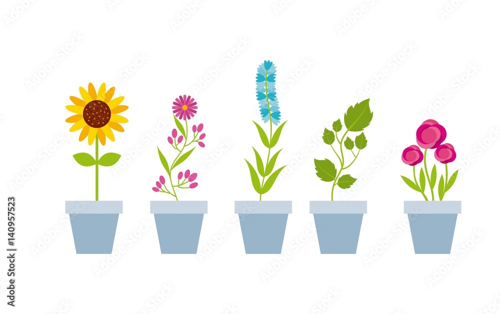 beautiful flowers in a pot over white background. colorful design. vector illustration beautiful flowers in a pot over white background. colorful design. vector illustration