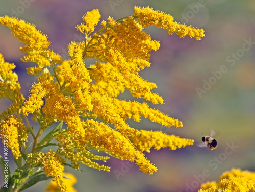 Bright yellow flowers of the Goldenrod.  Bumblebee approaching flower
