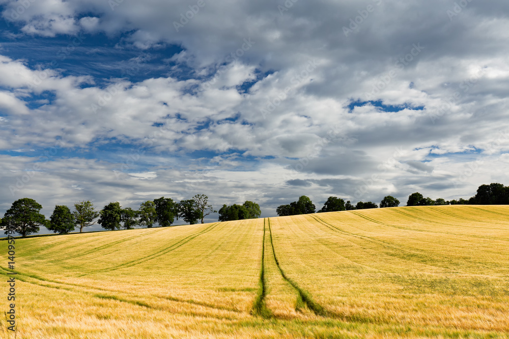A trail disappears into the distance in a golden wheat field outside of Crieff in Scotland. A trail disappears into the distance in a golden wheat field outside of Crieff in Scotland.