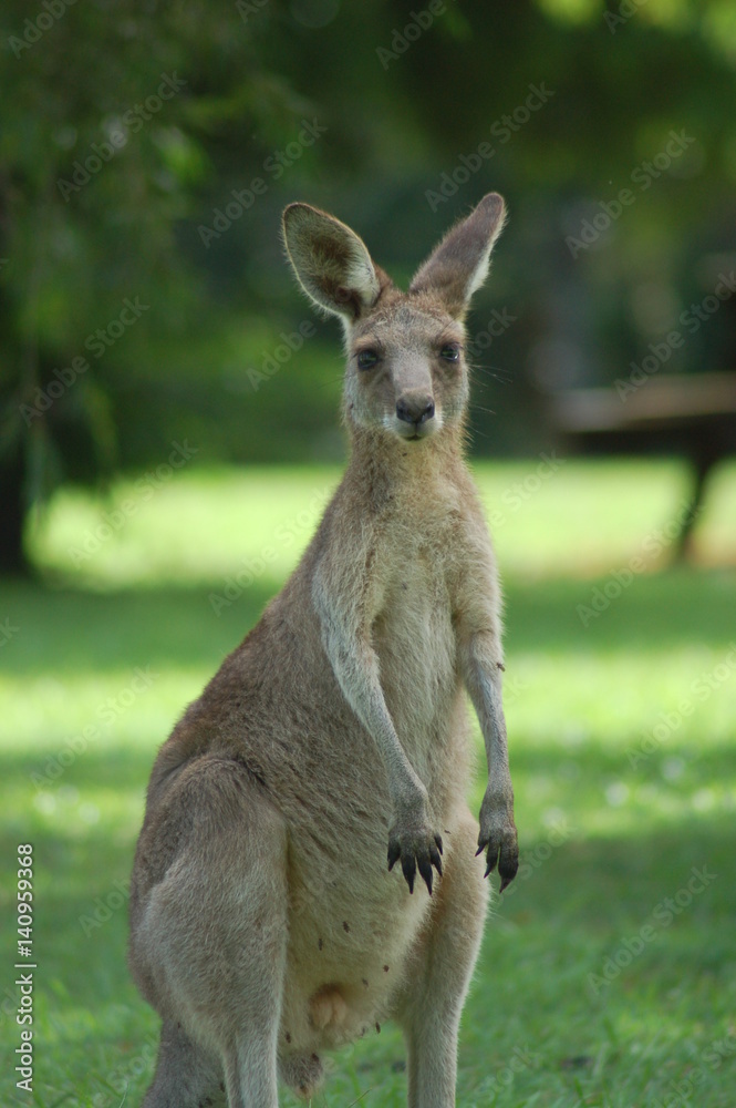 Kangaroos