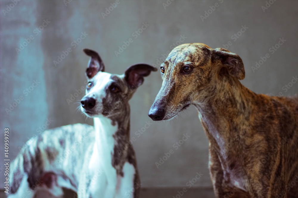 portrait of greyhounds, two racing dogs. Spanish Galgo and Whippet Stock  Photo | Adobe Stock