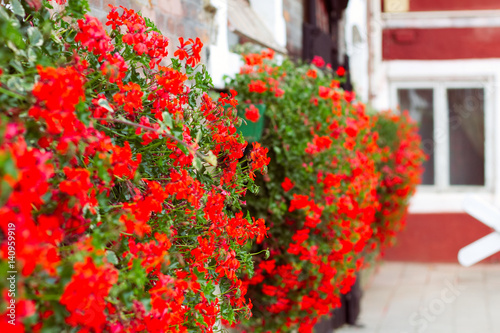 Fototapeta Naklejka Na Ścianę i Meble -  red geraniums on the old stone stable 
