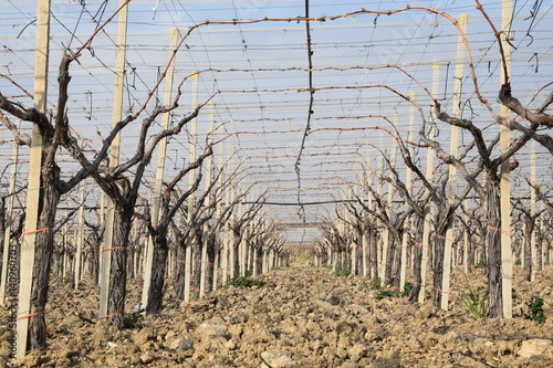 La vigna vuota