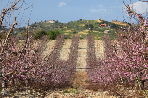 Campo di pesco