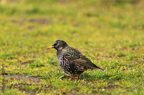 colored Starling among the first grass