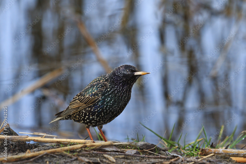 first spring bird - starling first spring bird - starling
