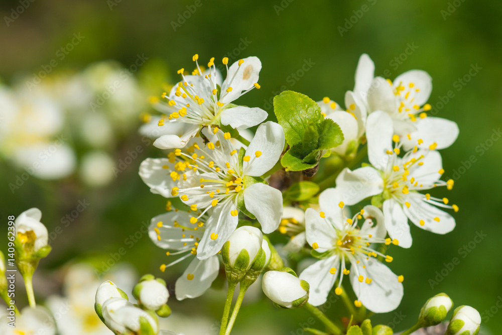 A branch of a blossoming plum (lat. Prunus) plants of the Rose family (lat. Rosaceae).