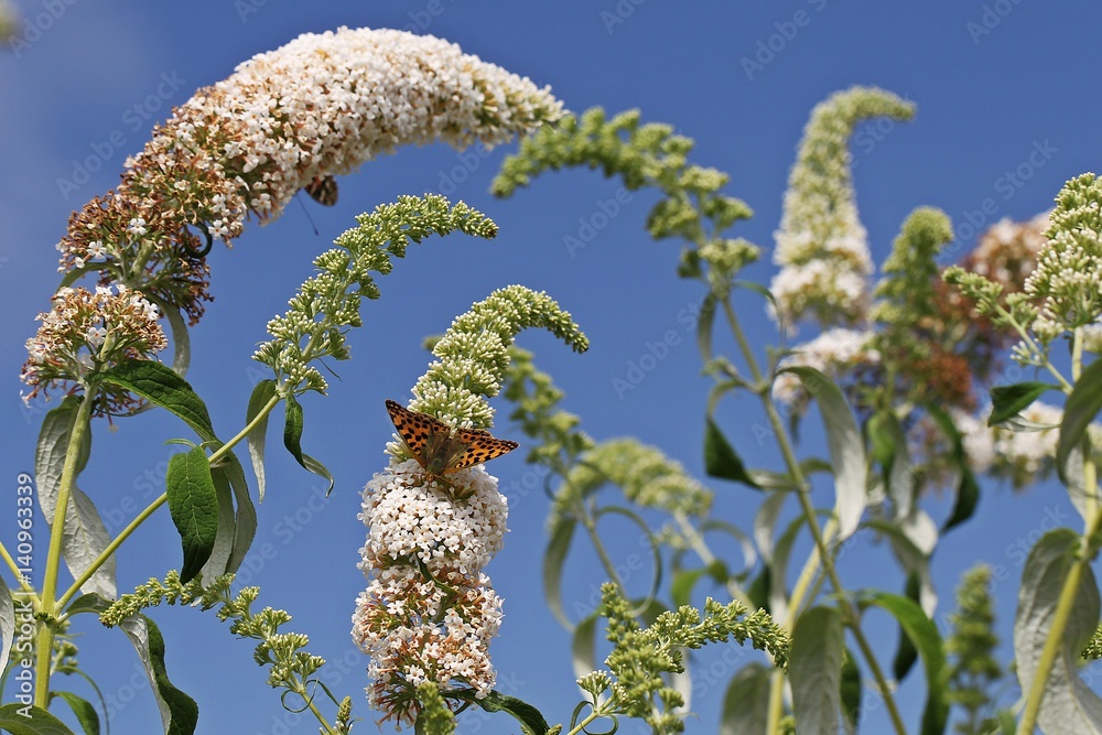 Schmetterling im Sommerflieder Stock Photo | Adobe Stock