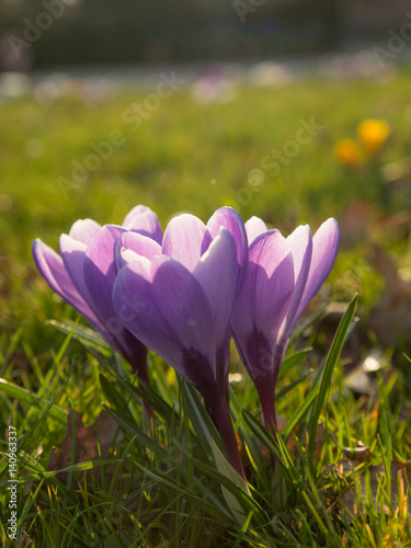 Frühling Blumen Wiese