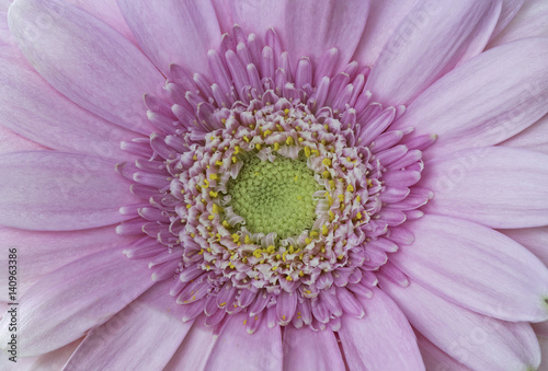 Close up of a pink gerber daisy flower