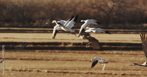 Flock of Snow Geese Fly in Slow Motion, Socorro New Mexico
