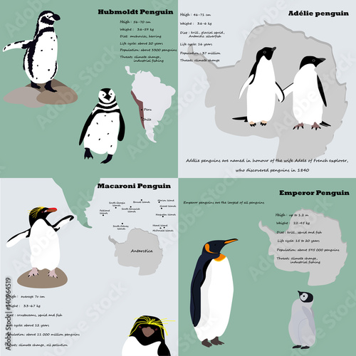 Infographic with penguins of different species.