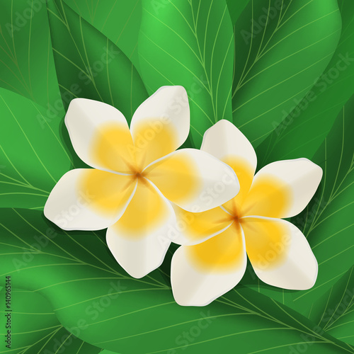 Plumeria white and yellow flowers in bloom with green leaves, tropical beauties, vector illustration
