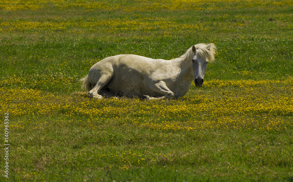 Fototapeta premium White horse relaxing laying