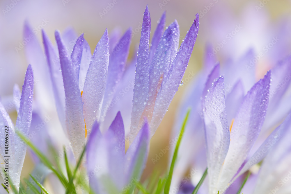 Crocuses Crocuses