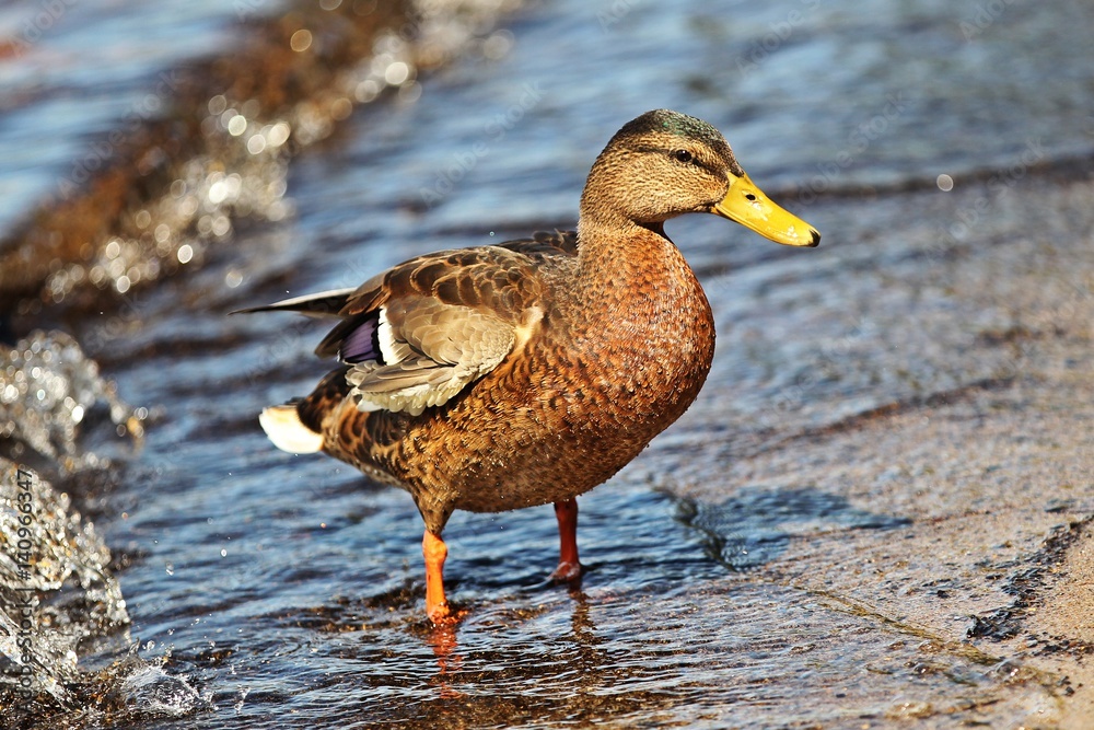 Fototapeta premium Ente im Wasser