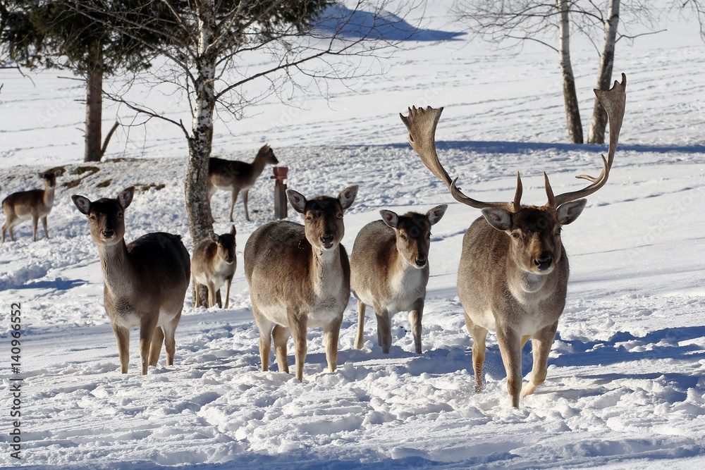 Europäisches Damwild im Winter