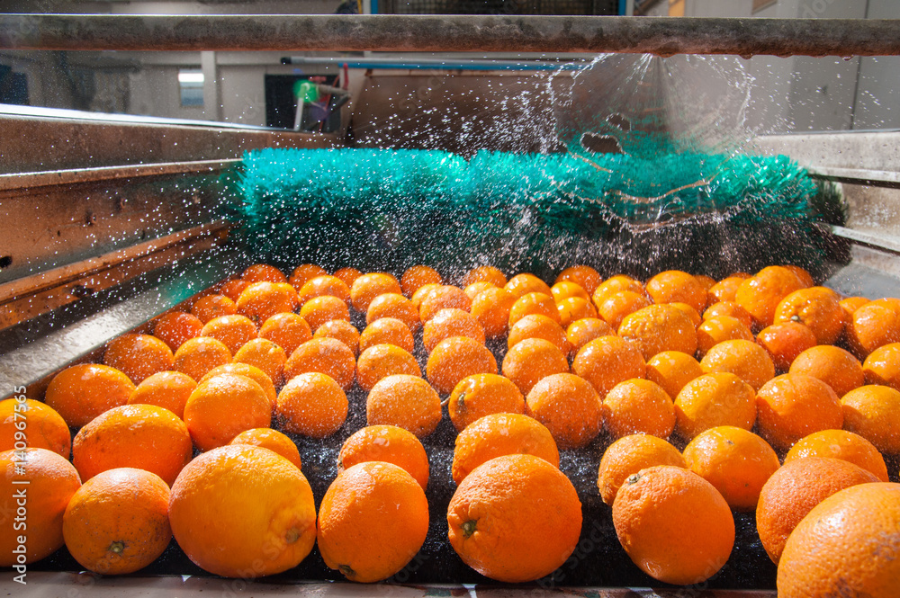 The working of citrus fruits: The washing and cleaning of citrus fruits in a modern production line