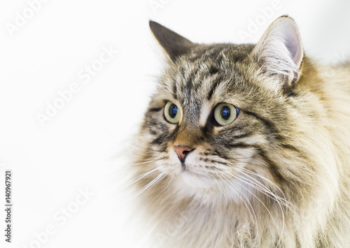 adorable brown tabby cat in the house, male siberian breed