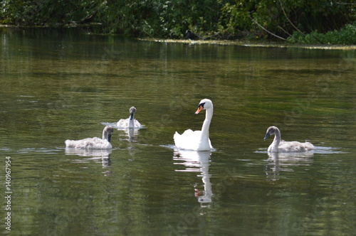Swan surrounded by Signets