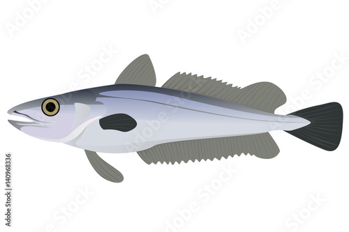 Hake