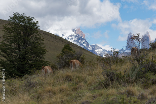 Fototapeta Naklejka Na Ścianę i Meble -  Guanacos Grazing in Patagonia, Chile
