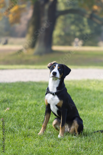 Greater Swiss Mountain Dog Puppy