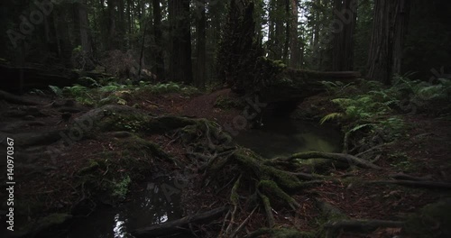 Low angle, roots on forest floor