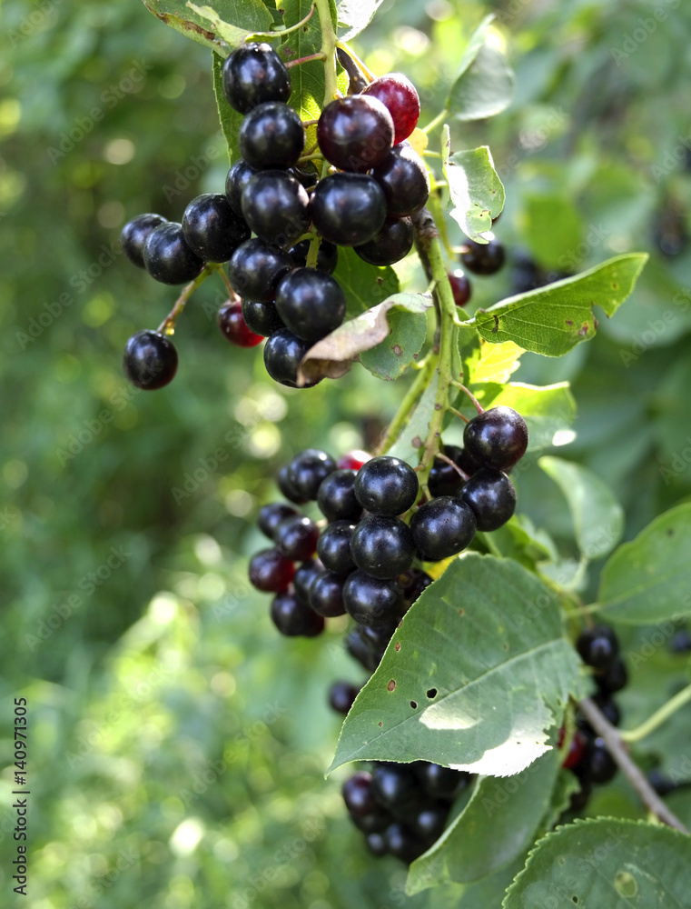 Manitoba Choke Cherry Growing Wild Manitoba Choke Cherry Growing Wild