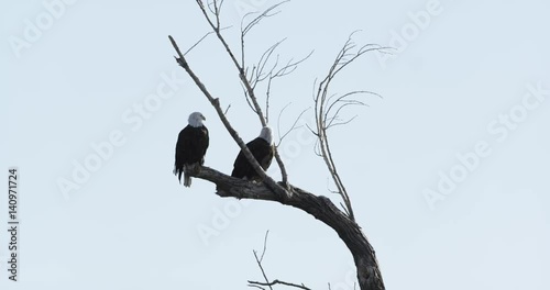 Two Bald Eagles Sit in Tree, Slow Motion