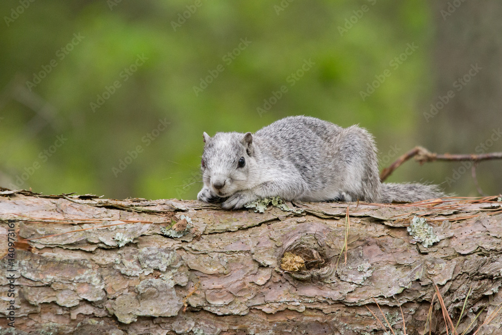 Fototapeta premium Delmarva Squirrel