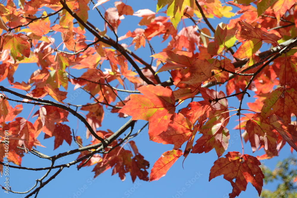 Fall Colors Fall Colors