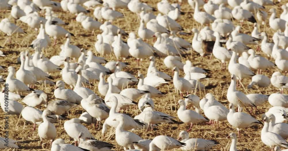 Pan Left, Snow Geese, Bosque del Apache Wildlife Refuge Pan Left, Snow Geese, Bosque del Apache Wildlife Refuge