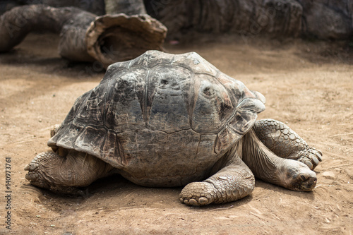 very old and big tortoise , galapagos tortoise