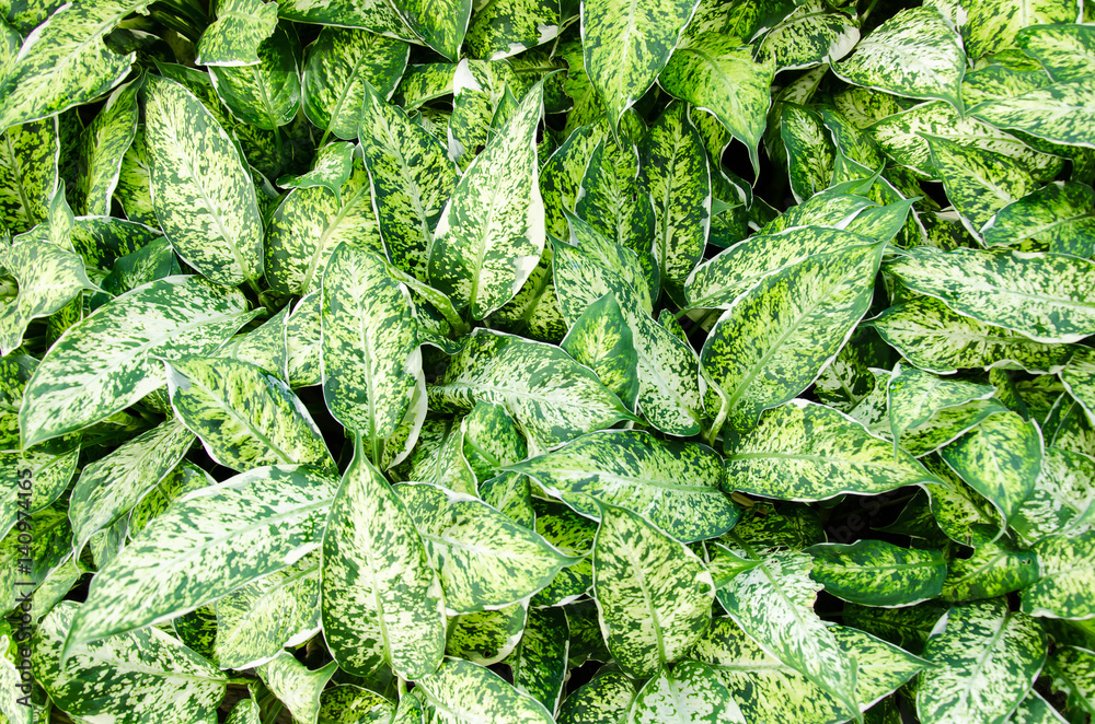 Aglaonema plant,leaves patterns,green background Aglaonema plant,leaves patterns,green background