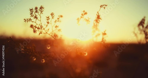 Close up of plant, abstract sunset slow motion
