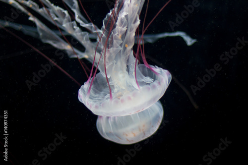 white jellyfish with red stripes
