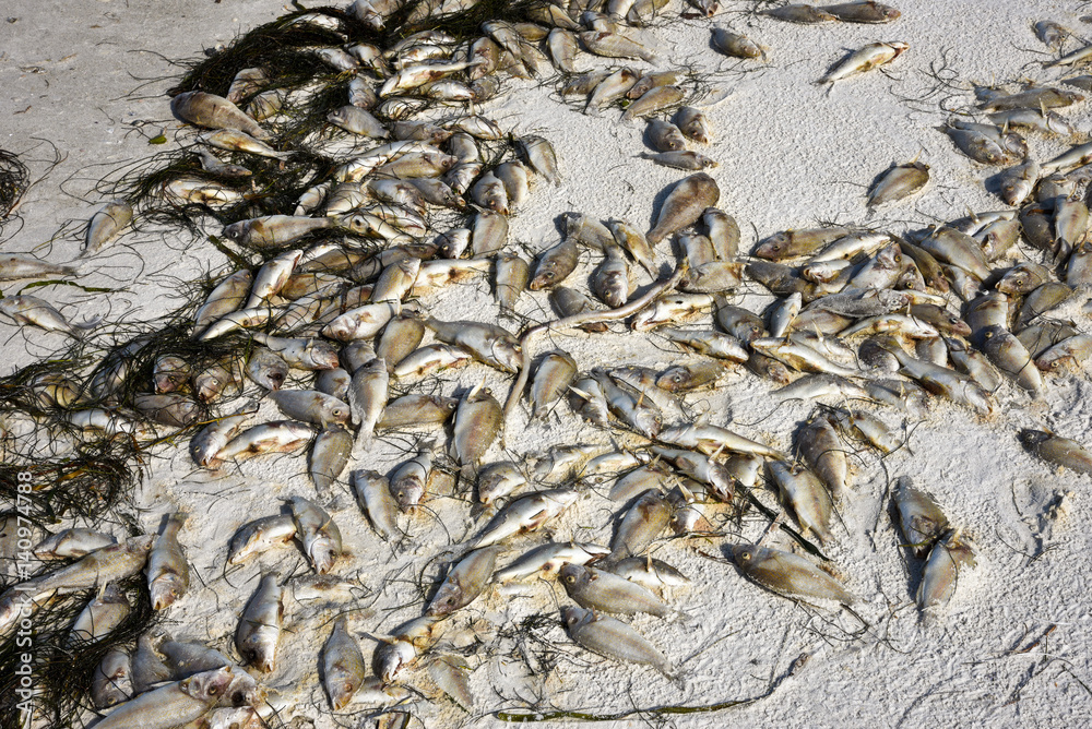 Dead Fish Dead Fish
