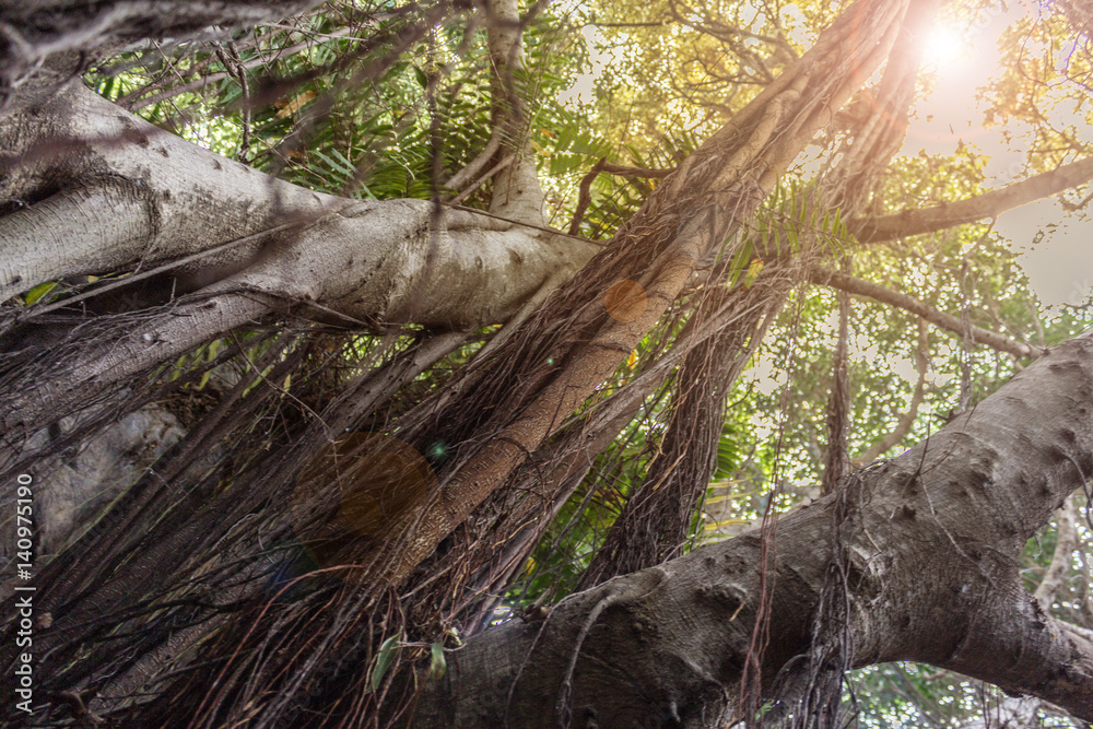 Fototapeta premium forest, trees aerial roots