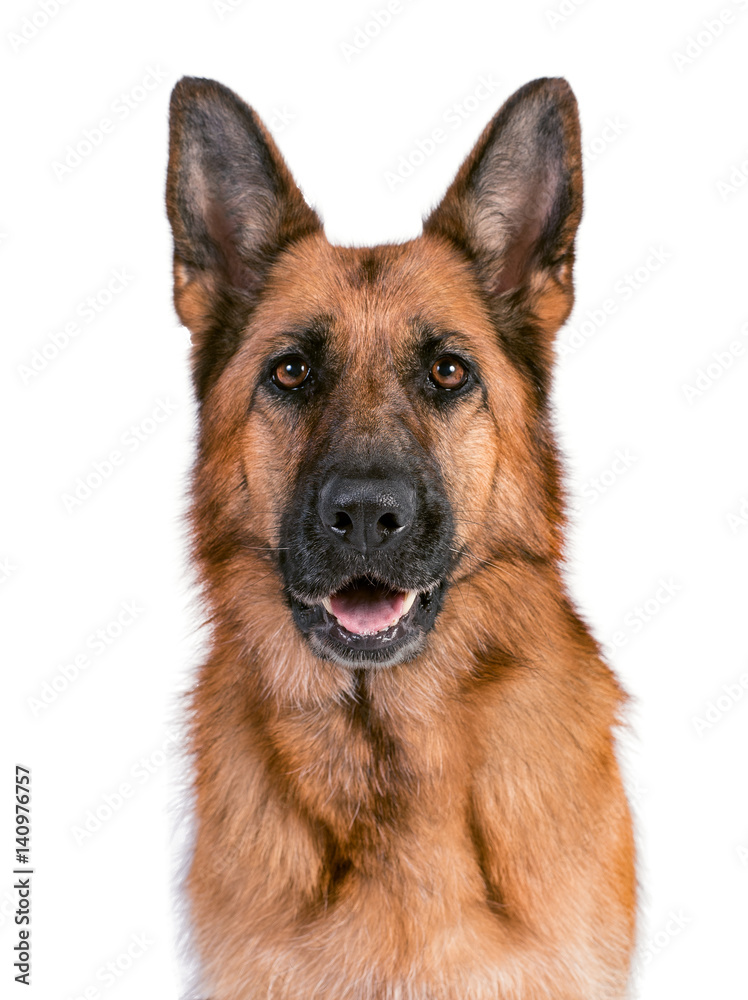 Portrait of a beautiful German Shepherd on a white background solid Portrait of a beautiful German Shepherd on a white background solid